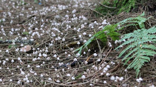 180823 birding at Garwnant (4)