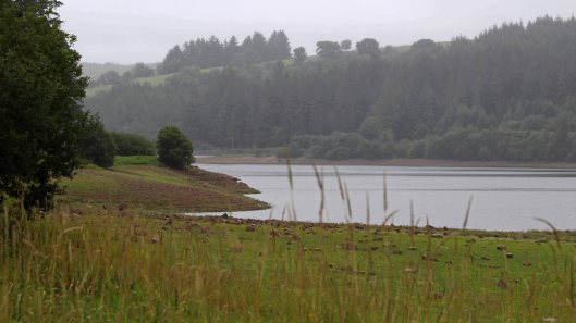 180823 birding at Garwnant (5)