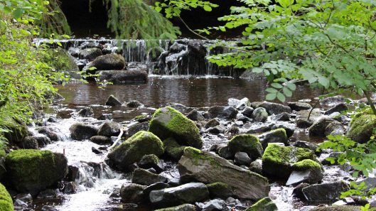 180823 birding at Garwnant (6)