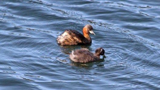 180825 Little grebes (6)