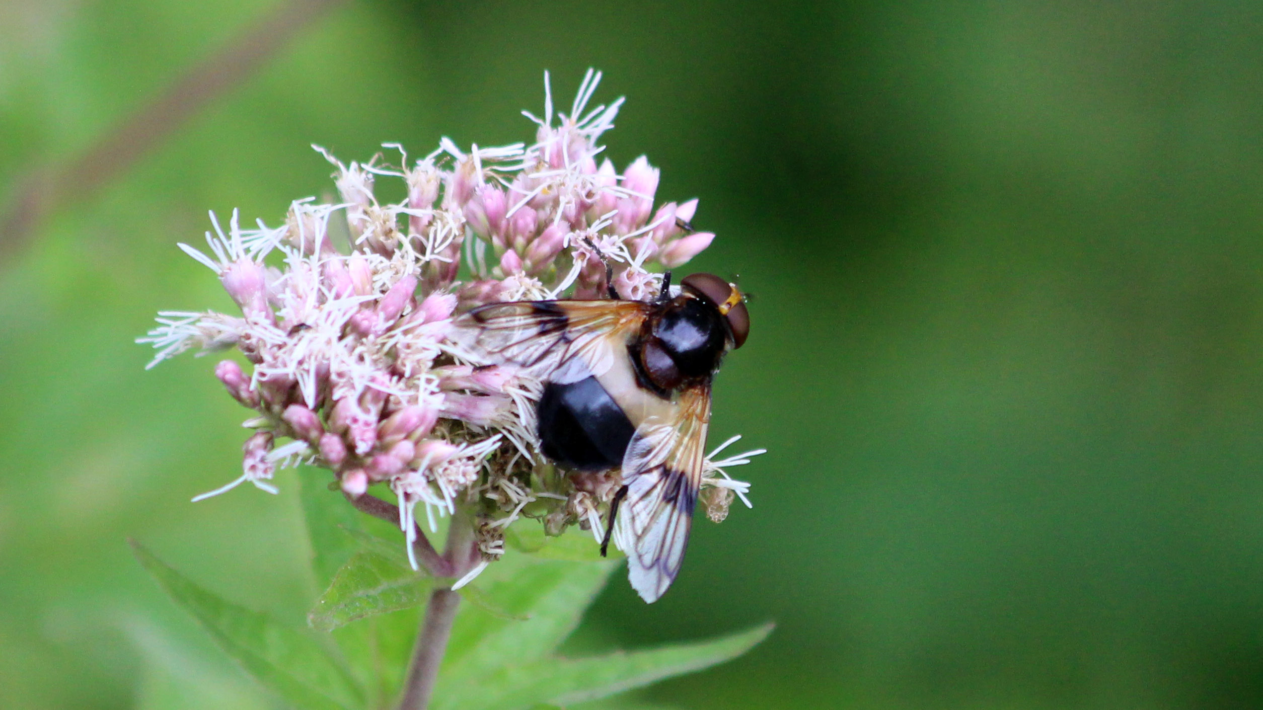 180826 Volucella pellucens (1)