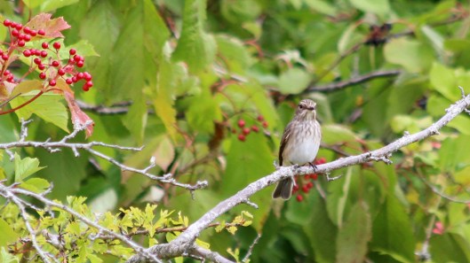 180827 spotted flycatcher (1)