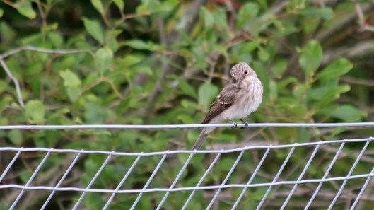 180827 spotted flycatcher (7)