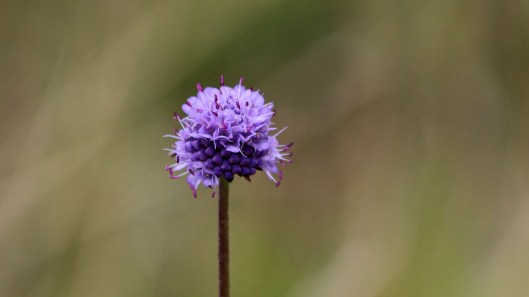 180831 devil's-bit scabious (1)