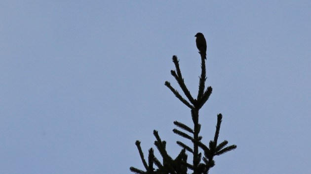 187 crossbill