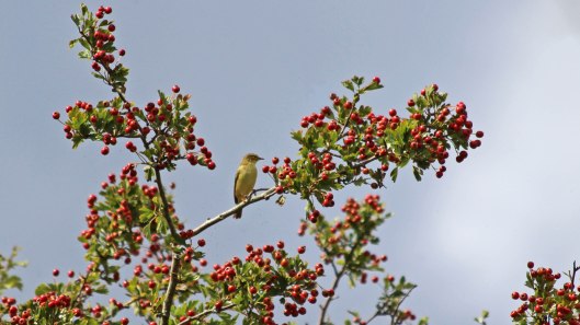 180901 willow warbler