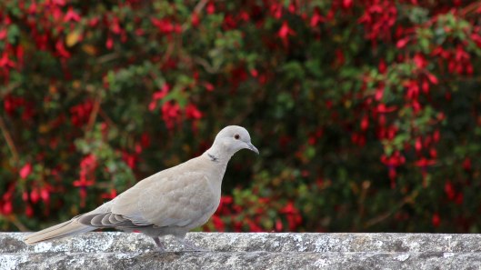 180902 collared dove (1)
