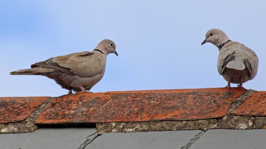 180902 collared dove (2)