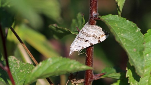 180904 treble bar (1)