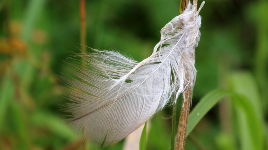 180905 feather (1)