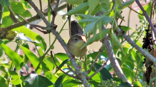 180906 grasshopper warbler (1)