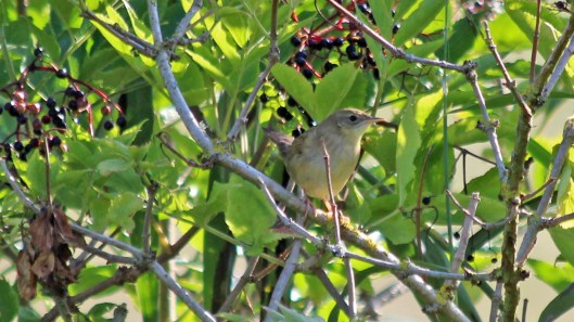 180906 grasshopper warbler (3)
