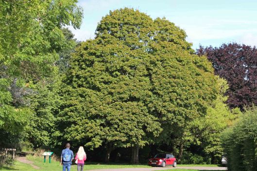 180909 acer mono (1)