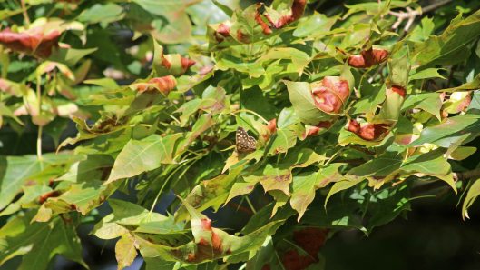 180909 acer mono (3)