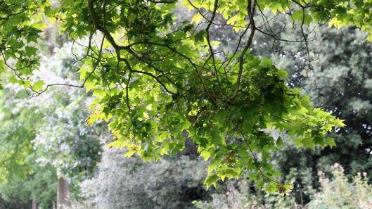 180909 acer mono (6)