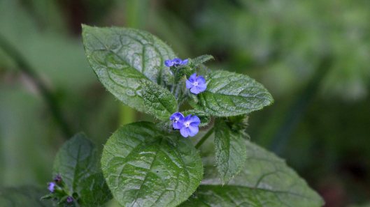 180910 Walk by the Taff (10)