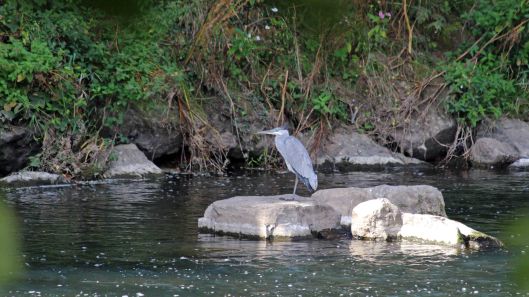 180910 Walk by the Taff (3)
