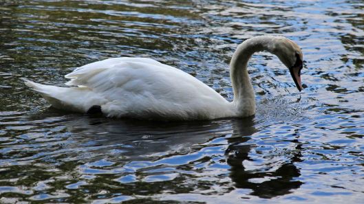 180910 Walk by the Taff (8)