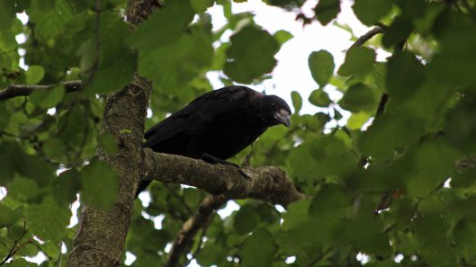 180910 Walk by the Taff (9)