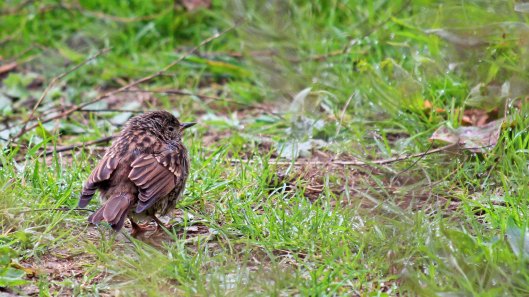 180912 dunnock (1)
