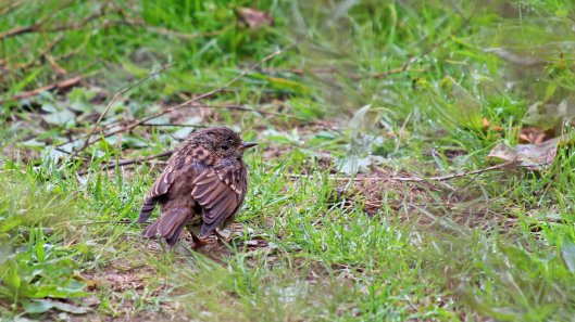 180912 dunnock (2)