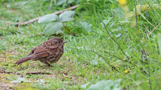 180912 dunnock (3)