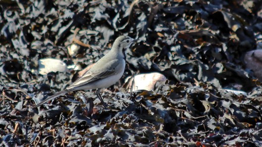 180913 white wagtail (3)