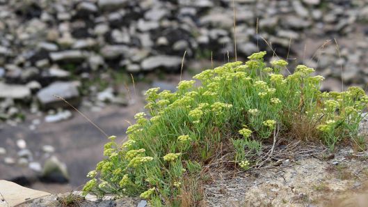 180914 Rock samphire (2)