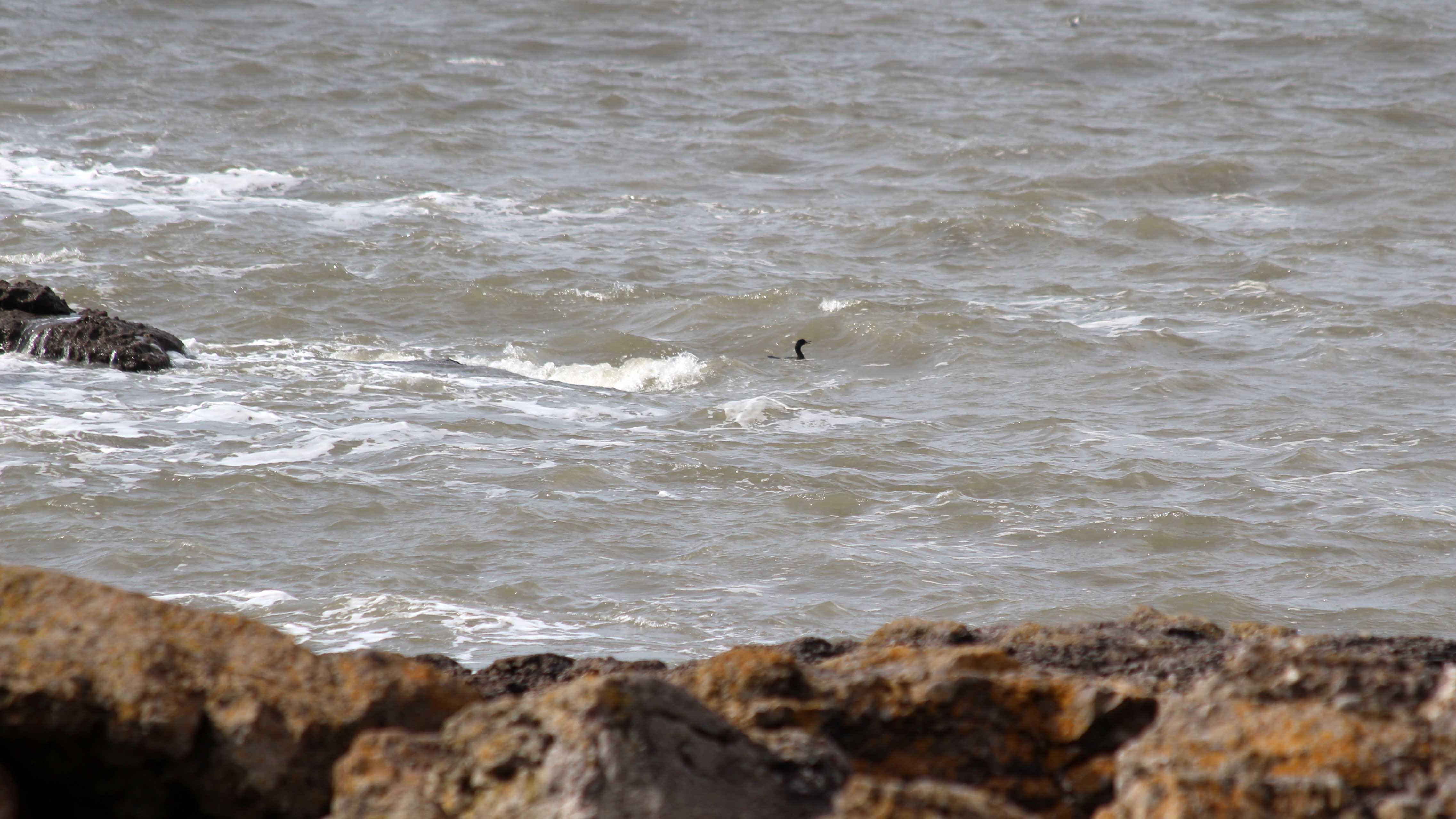 180917 birding at Kenfig (10)
