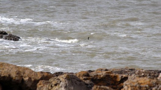 180917 birding at Kenfig (10)