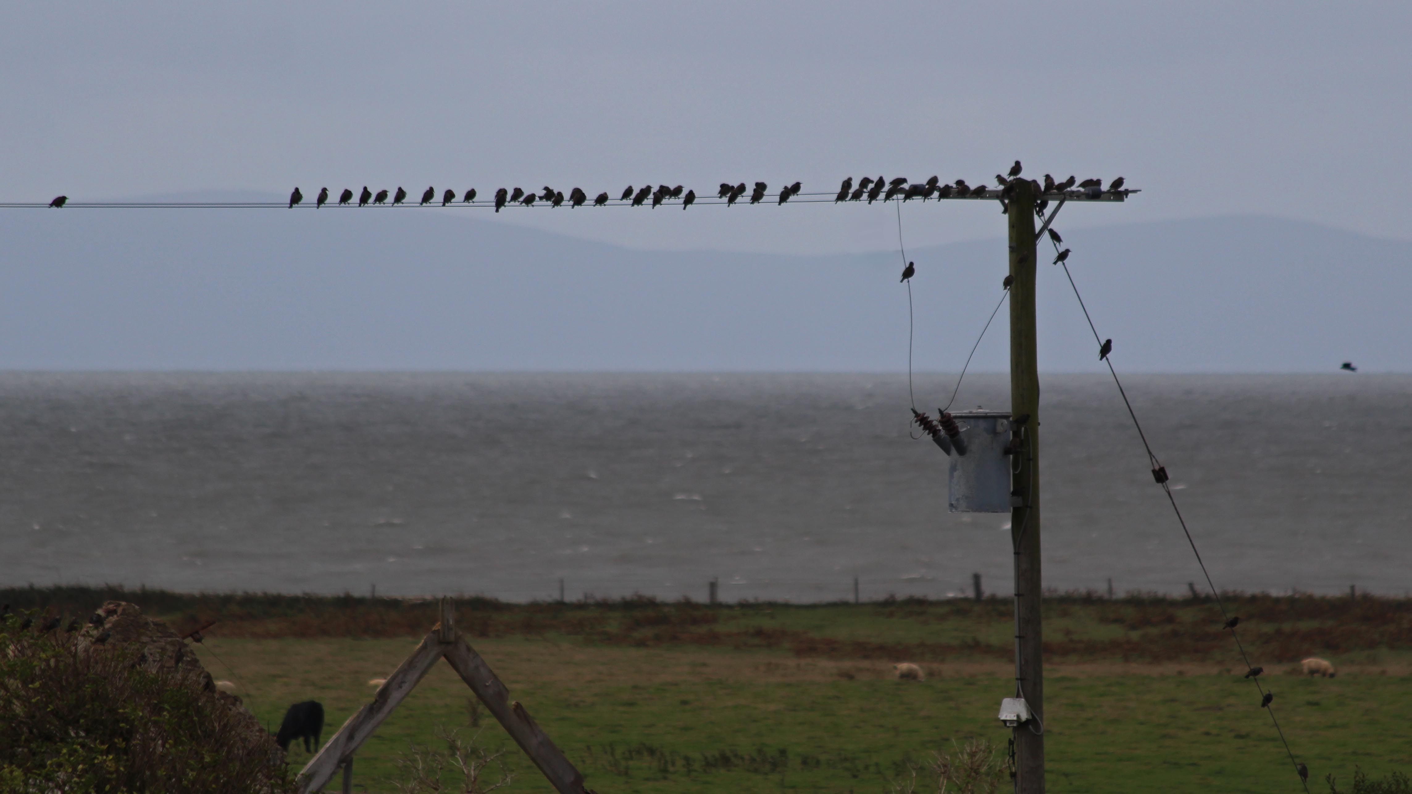 180917 birding at Kenfig (3)