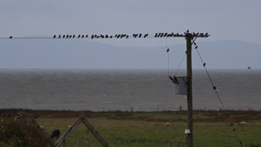 180917 birding at Kenfig (3)