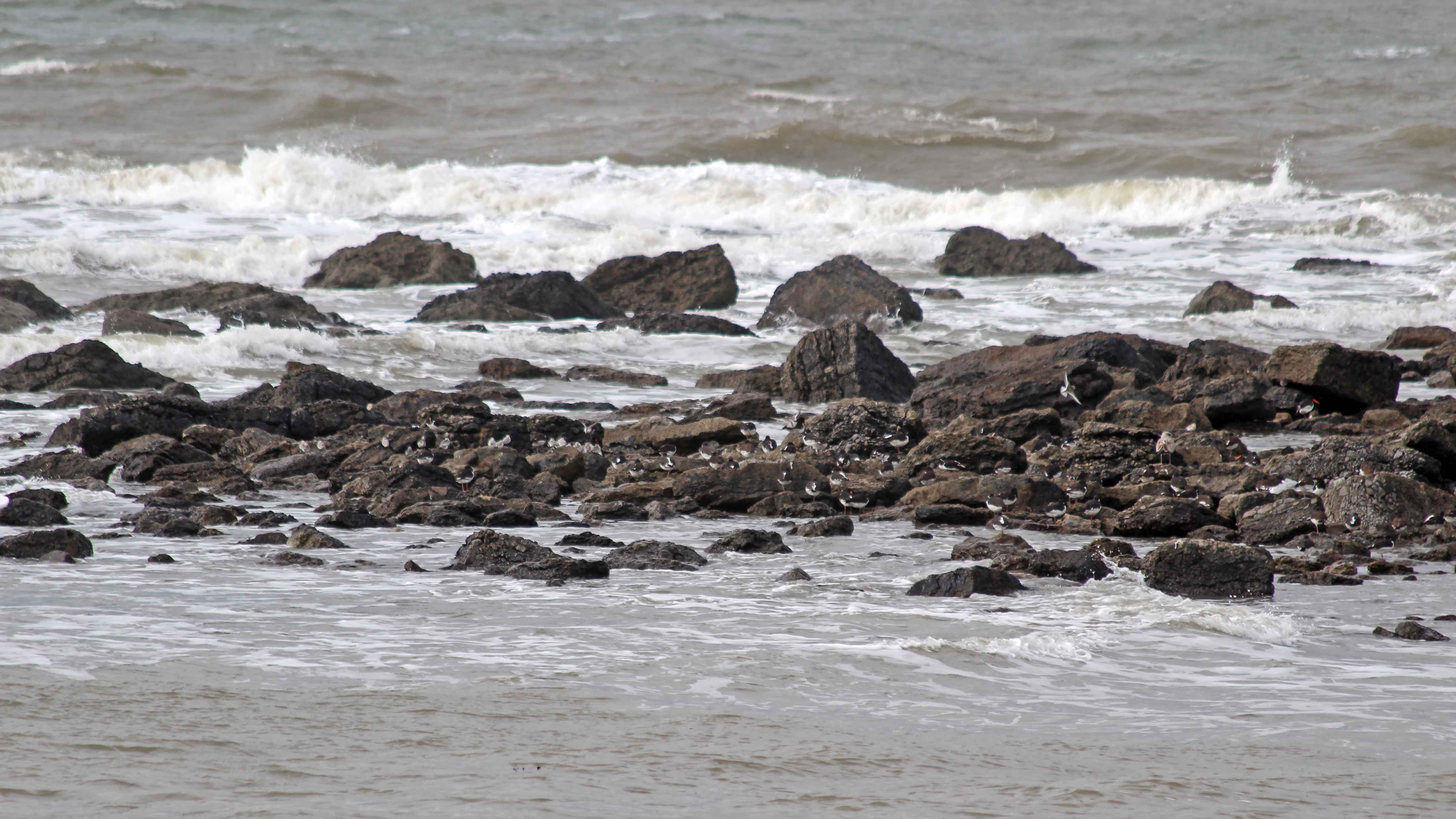 180917 birding at Kenfig (5)