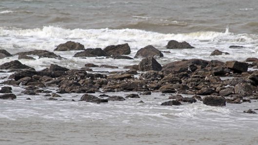 180917 birding at Kenfig (5)