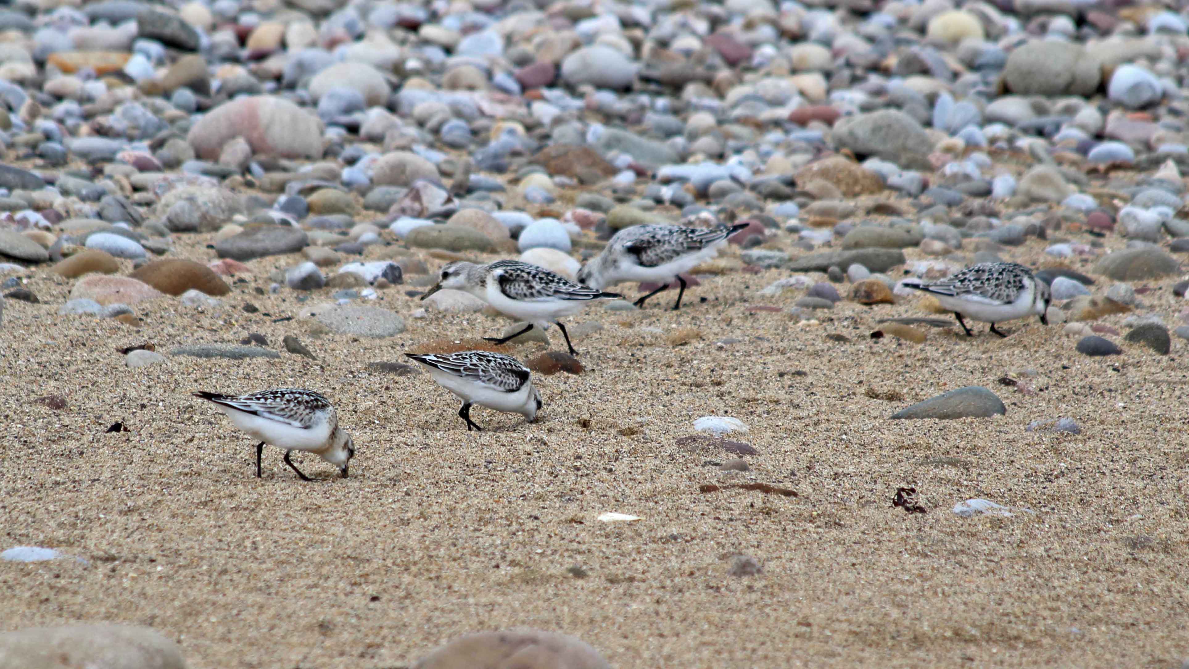 180917 birding at Kenfig (7)
