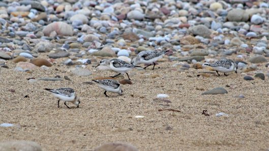 180917 birding at Kenfig (7)