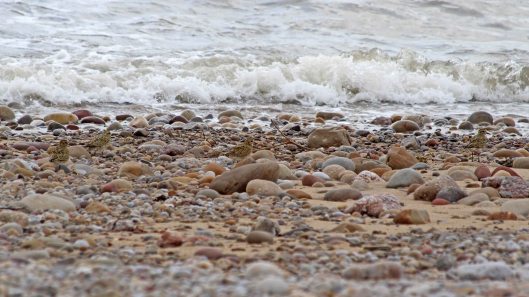 180917 birding at Kenfig (8)