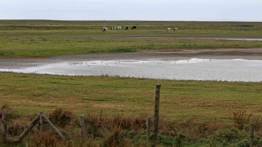 180918 birding goldcliff (1)