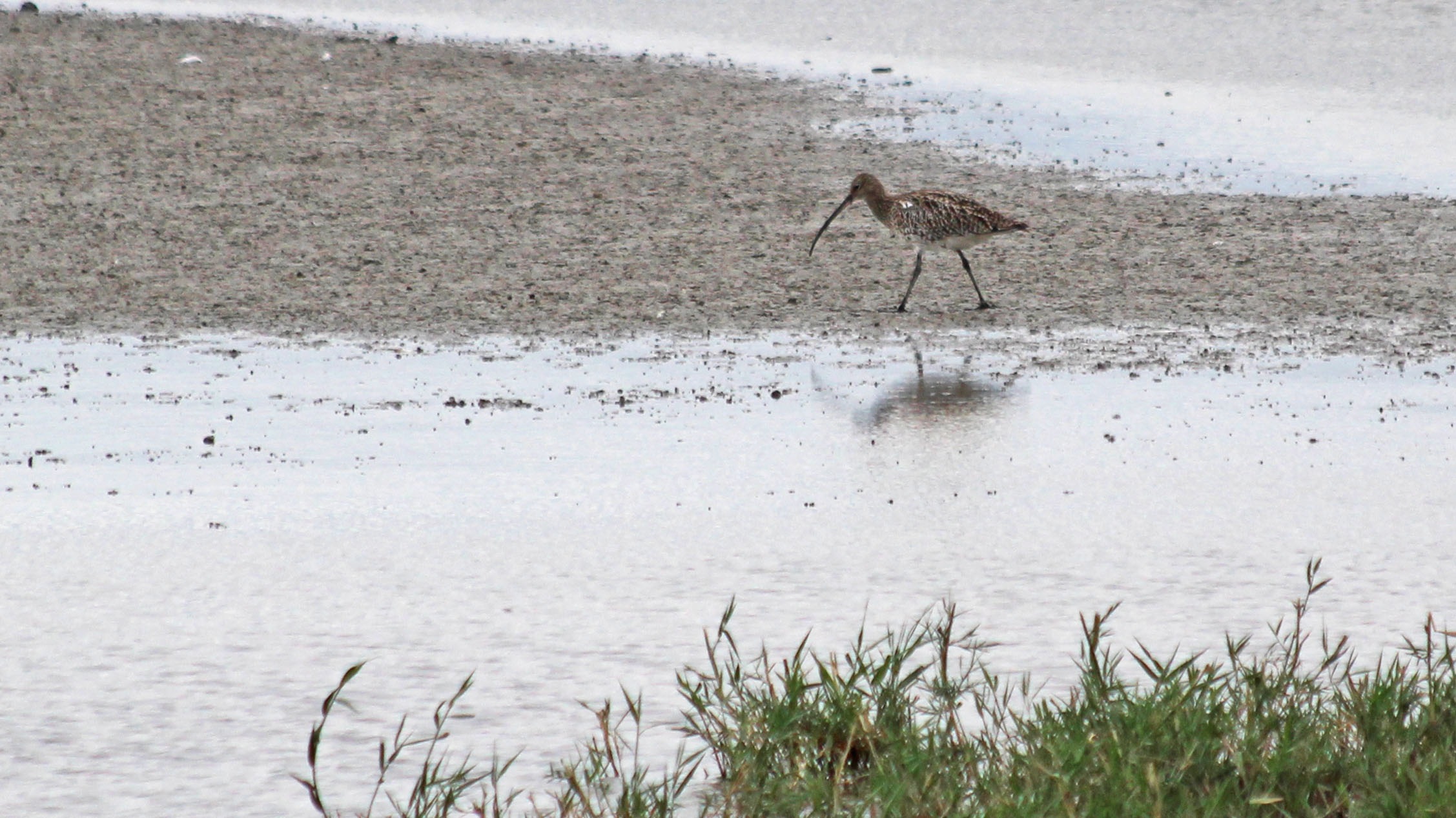180918 birding goldcliff (2)