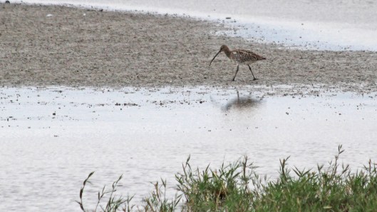 180918 birding goldcliff (2)