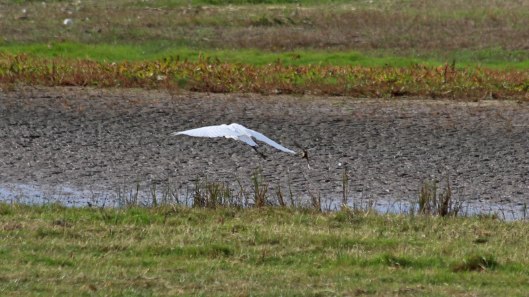 180918 birding goldcliff (3)