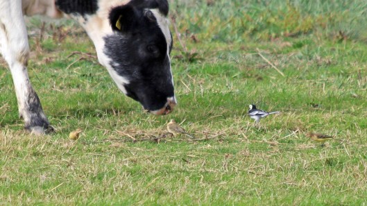 180918 birding goldcliff (4)