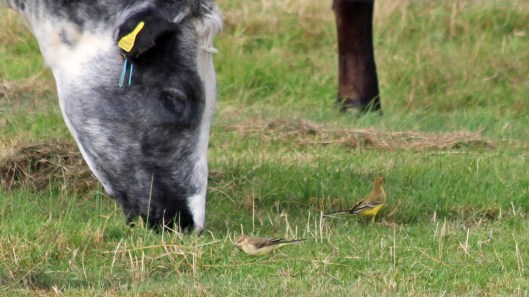 180918 birding goldcliff (5)