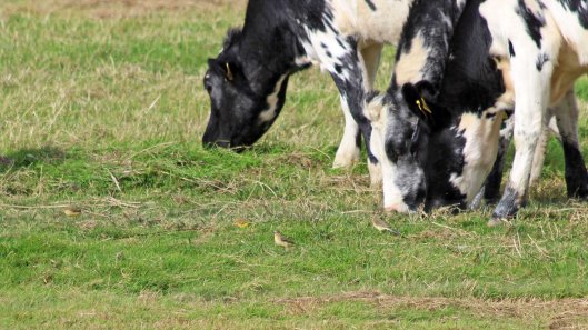 180918 birding goldcliff (6)