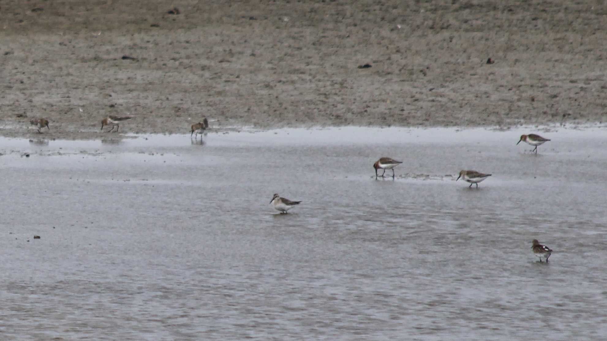 180918 birding goldcliff (8)