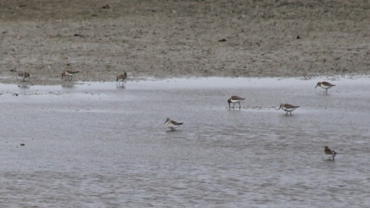 180918 birding goldcliff (8)
