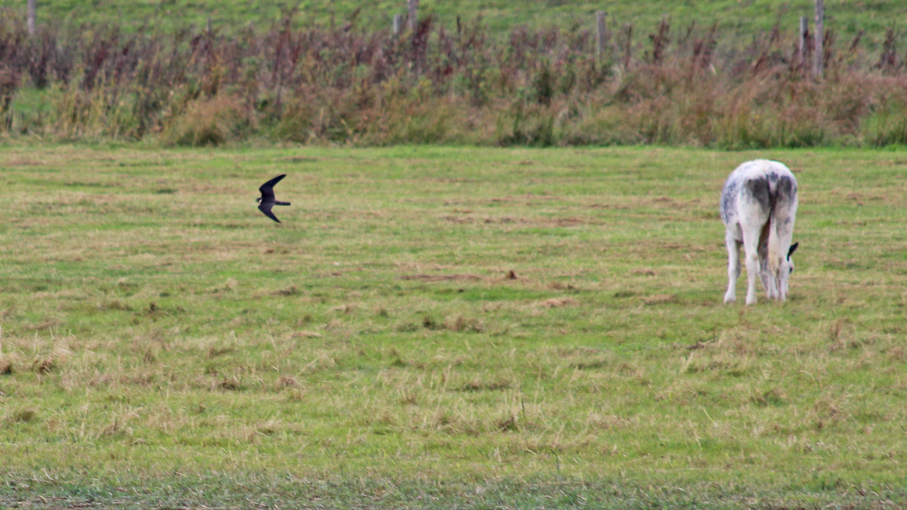 180918 birding goldcliff (9)
