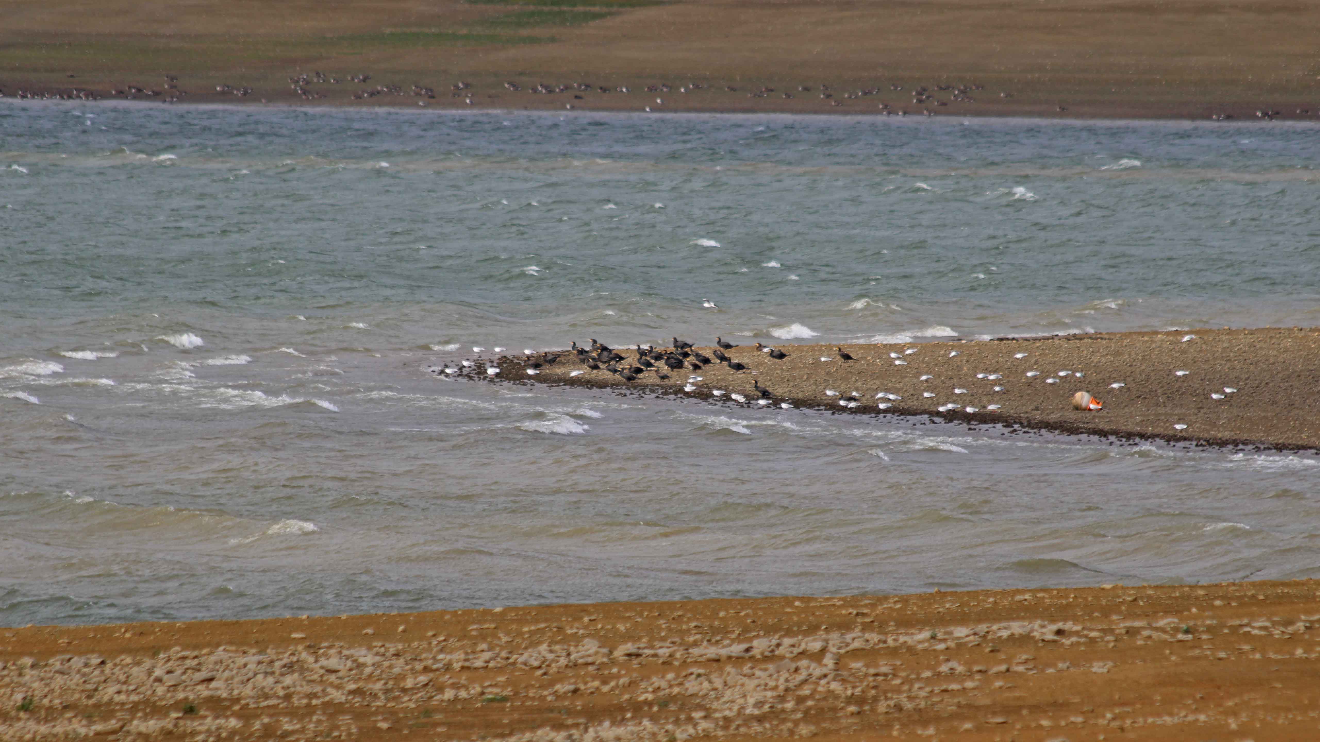 180920 birding Llandegfedd (4)