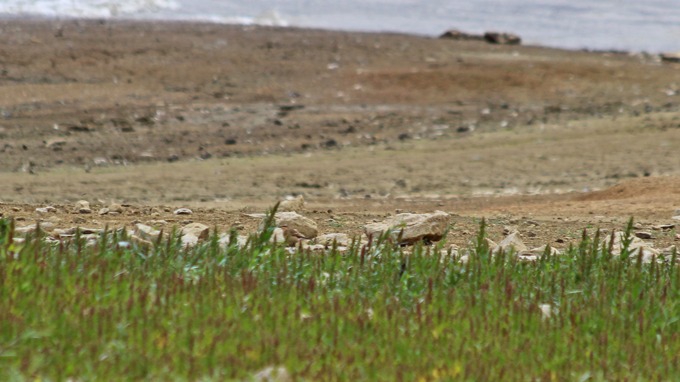 180920 birding Llandegfedd (5)