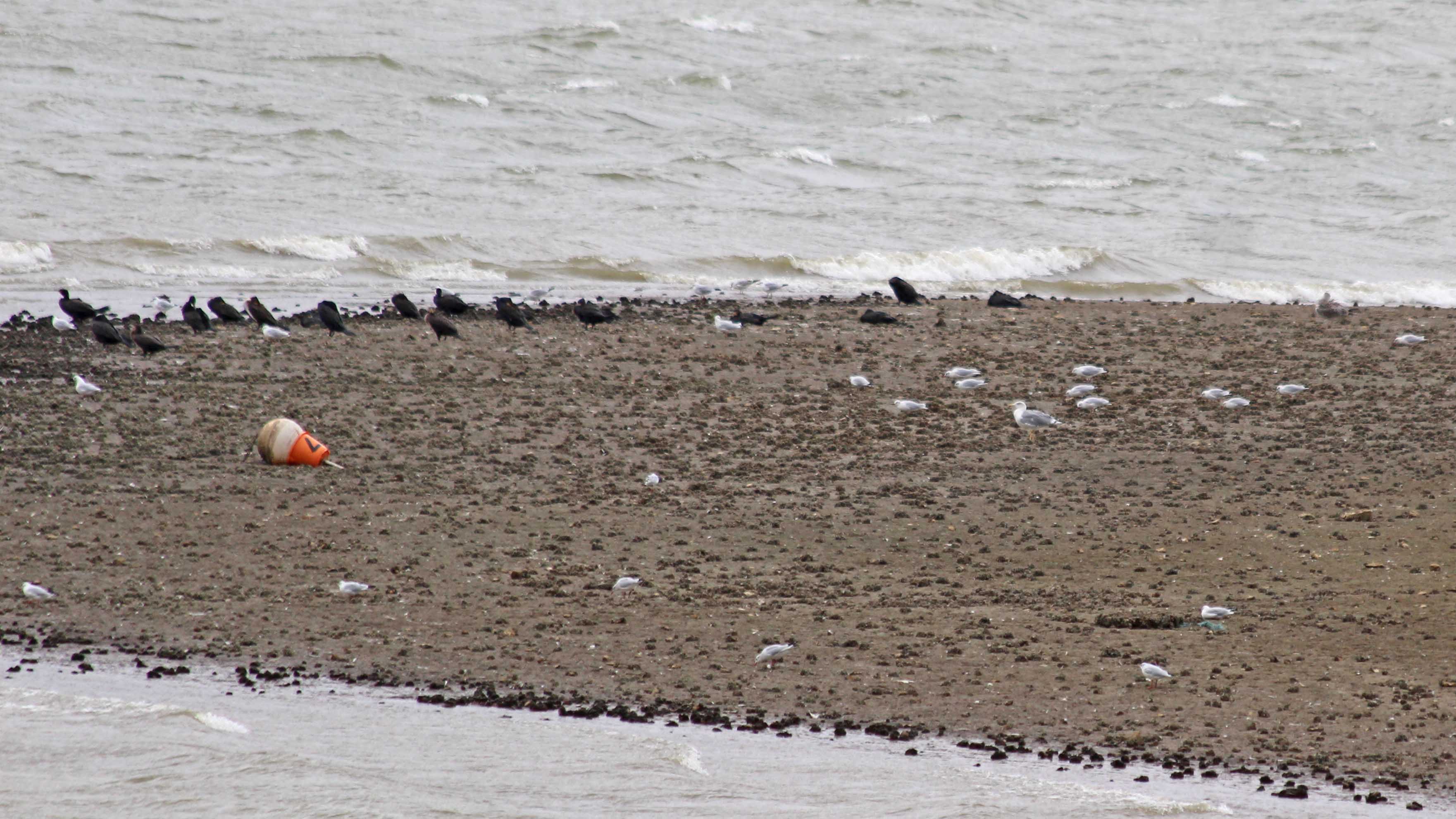 180920 birding Llandegfedd (6)